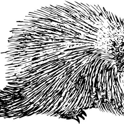 Porcupine Thumbnail